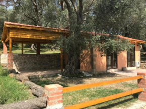 Olive Paradise